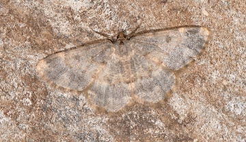 Charissa staudingeri