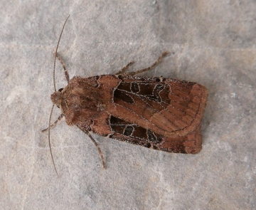 Chersotis cuprea