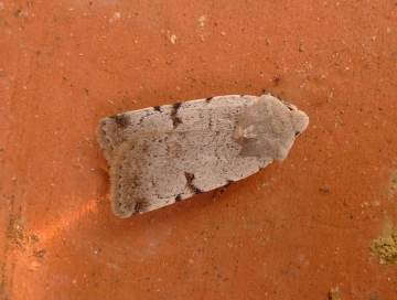 Chersotis margaritacea