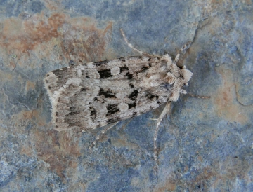 Chersotis multangula