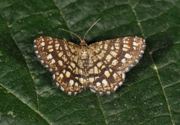 Chiasmia clathrata