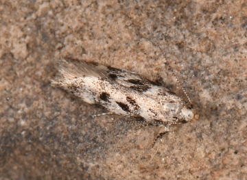 Chionodes electella