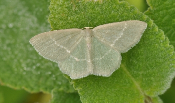 Chlorissa viridata