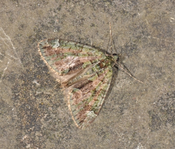 Chloroclysta siterata