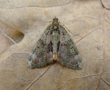 Chloroclysta siterata