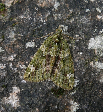 Chloroclysta siterata