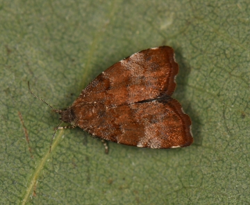 Choreutis pariana