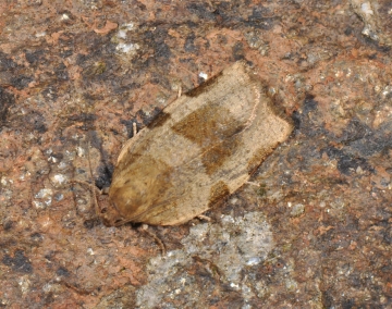 Choristoneura hebenstreitella