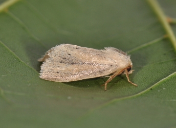 Denticucullus pygmina