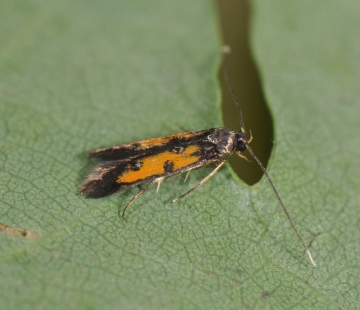 Chrysoclista linneella