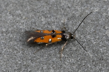 Chrysoclista linneella