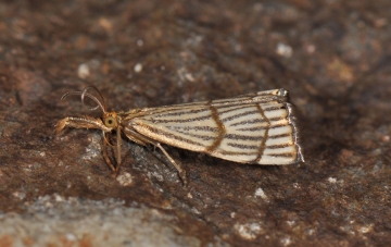 Chrysocrambus cassentiniellus