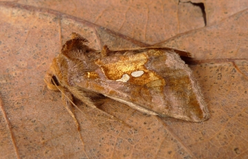 Chrysodeixis chalcites