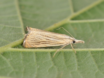 Chrysoteuchia culmella