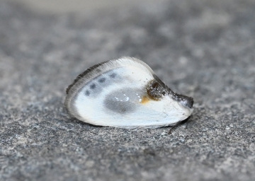 Cilix asiatica