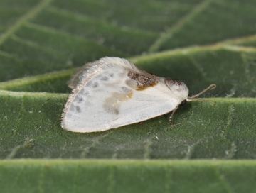 Cilix glaucata