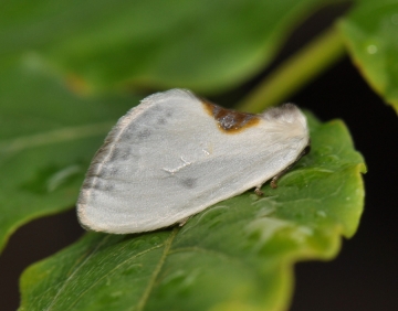 Cilix hispanica