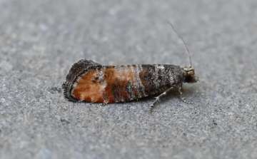 Clavigesta purdeyi