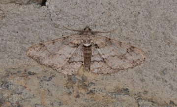 Cleora cinctaria