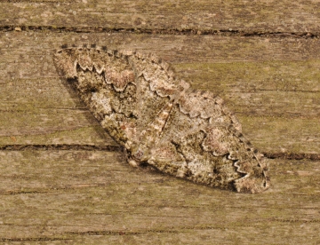 Cleorodes lichenaria