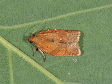 Clepsis consimilana