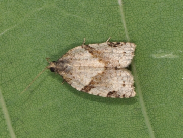 Clepsis spectrana