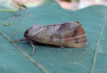 Clostera anastomosis