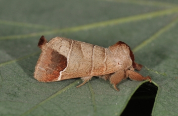 Clostera curtula