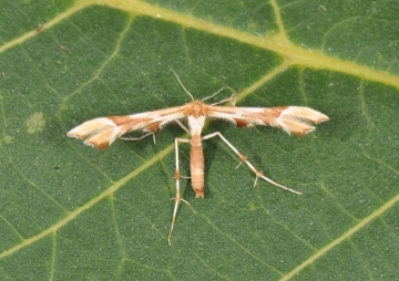 Pterophoridae: Cnaemidophorus rhododactyla
