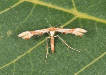 Cnaemidophorus rhododactyla