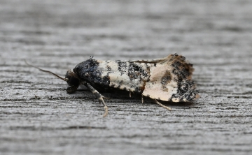 Cochylichroa atricapitana
