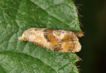 Cochylidia rupicola