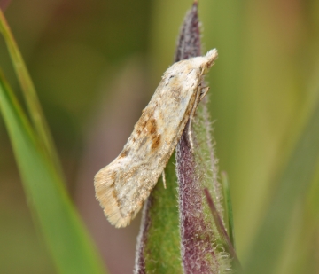 Cochylimorpha straminea