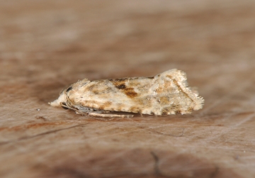 Cochylimorpha straminea