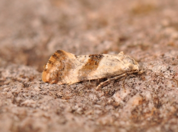 Cochylis epilinana
