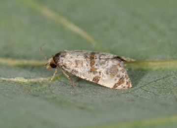 Cochylis molliculana