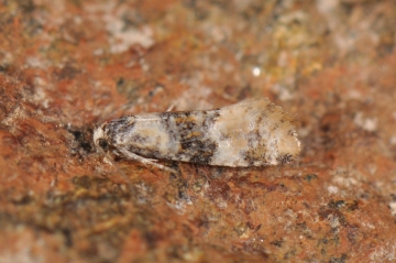 Cochylis nana