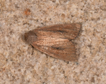 Coenobia rufa