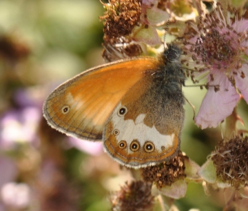 Coenonympha arcania