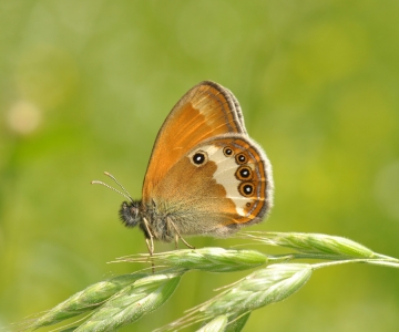 Coenonympha arcania