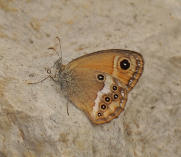 Coenonympha dorus