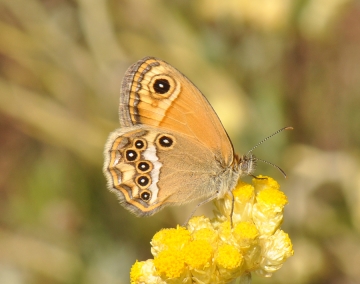 Coenonympha dorus