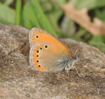 Coenonympha leander