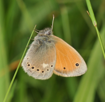 Coenonympha rhodopensis