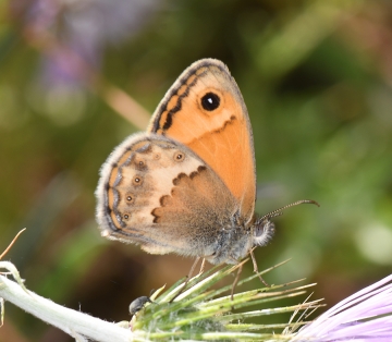 Coenonympha thyrsis