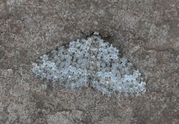 Coenotephria ablutaria