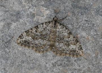 Coenotephria christlae