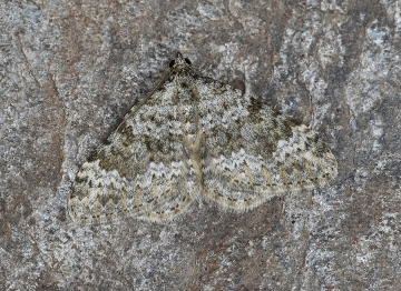 Coenotephria christlae