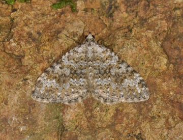 Coenotephria salicata