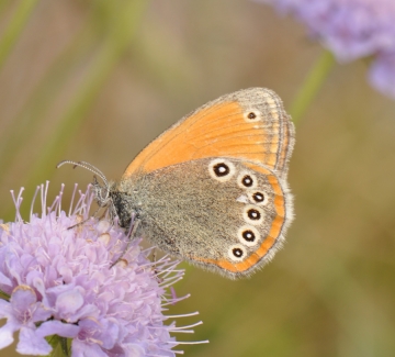 Coenonympha iphioides